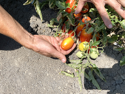 ТМ «Агротекс» помогает спасать урожай в Астрахани